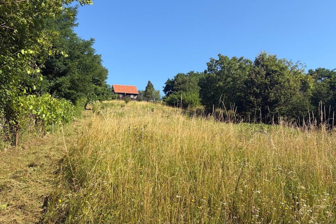 Zapuštena parcela s visokom travom i korovom