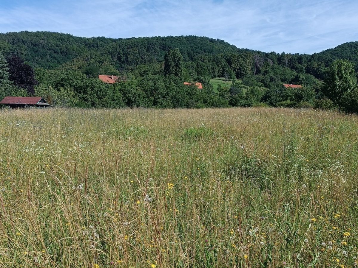 Zarasla livada s visokom travom prije malčiranja