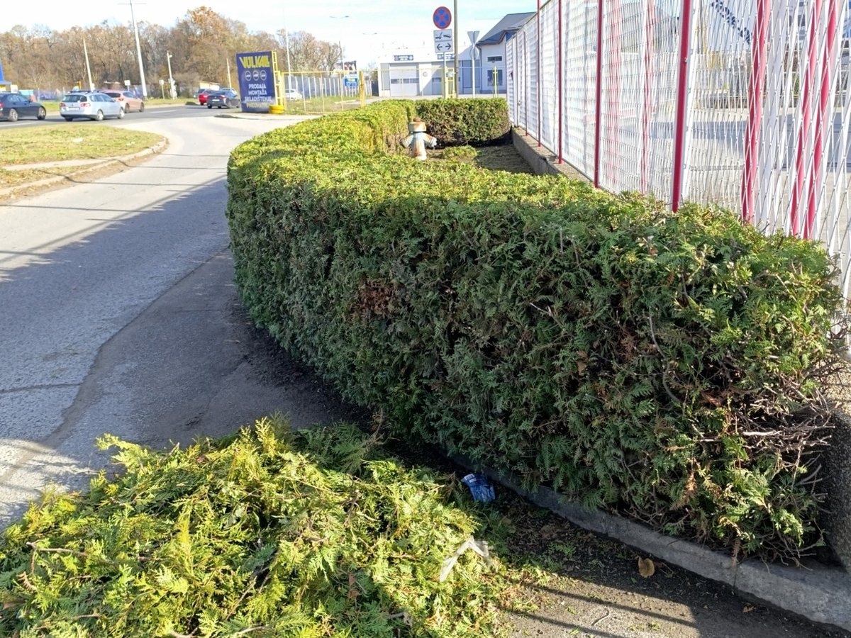 Zdrave i uredno oblikovane tuje uz ogradu