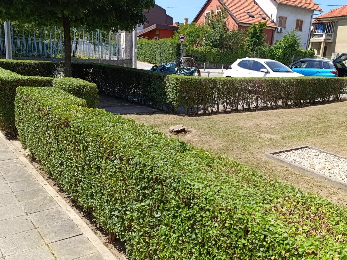 Uredno oblikovana živica nakon orezivanja