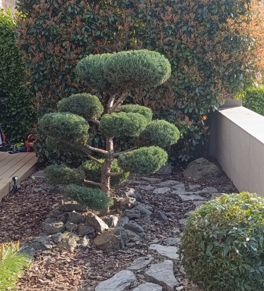 Ručno oblikovani grm (niwaki) — rad Zeleni DiV