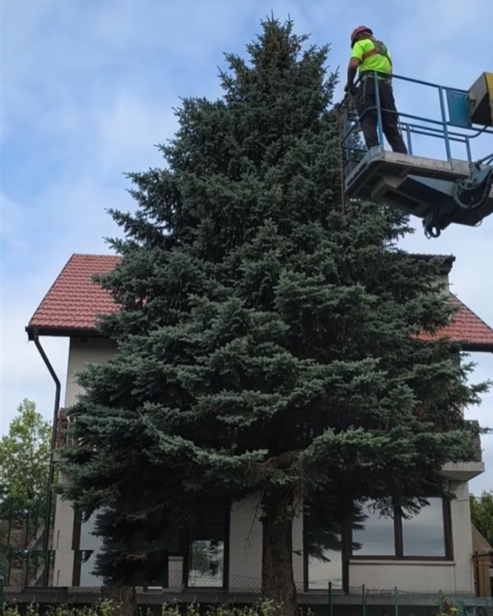 Rušenje visokog bora uz kuću iz košare dizalice
